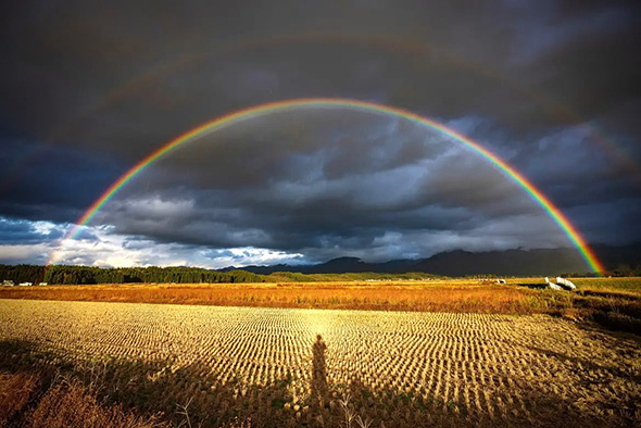 田んぼの中に大きな虹