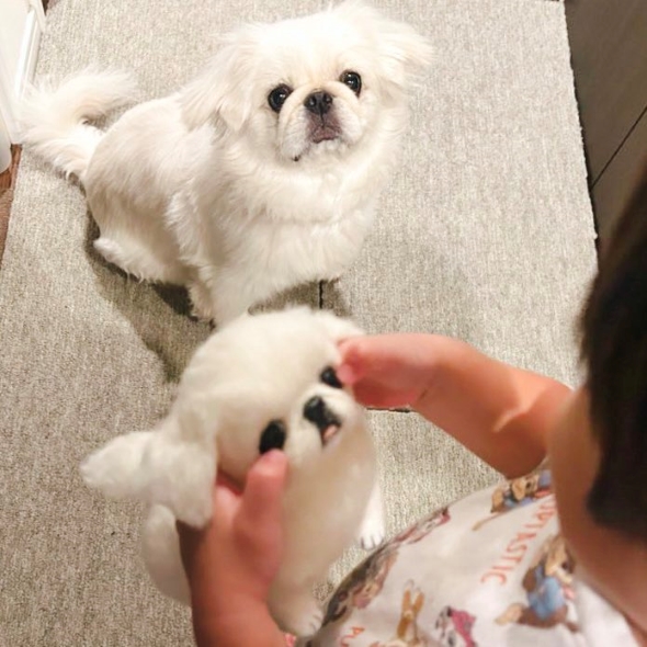 切ない表情のワンコ