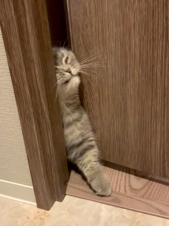 猫 兄弟 同じ顔 トイレ 侵入 顔つき 一致 似てる