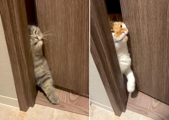 猫 兄弟 同じ顔 トイレ 侵入 顔つき 一致 似てる