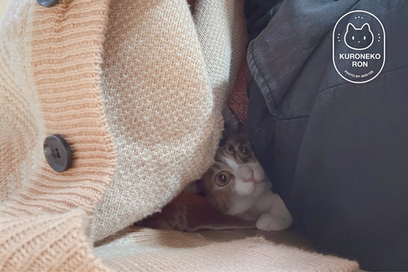 カーディガンの中に居る猫ちゃん