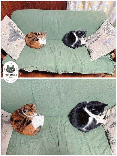 同じポーズで寝る猫ちゃん