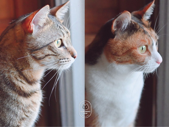 猫ちゃんたちの横顔