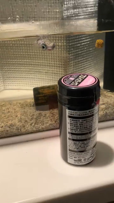 エサの容器を追いかけるハリセンボン