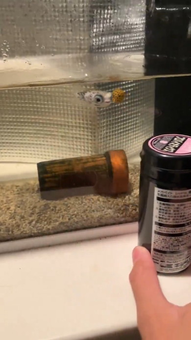 エサの容器を追いかけるハリセンボン