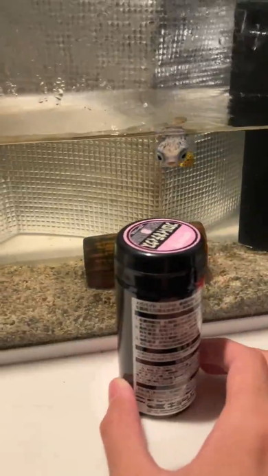 エサの容器を追いかけるハリセンボン