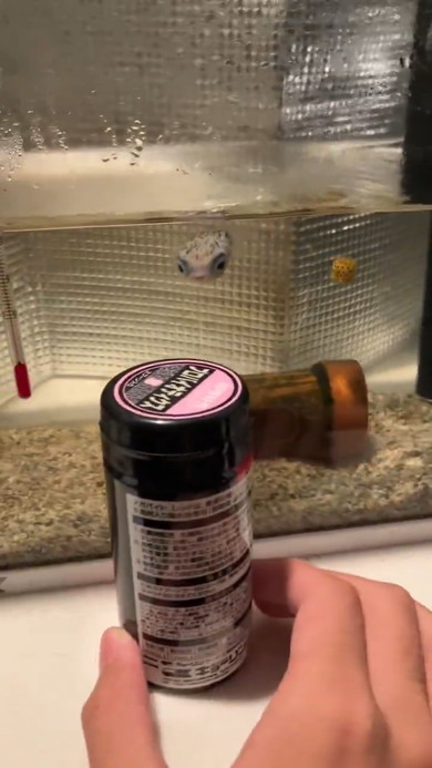 エサの容器を追いかけるハリセンボン