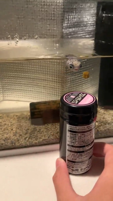 エサの容器を追いかけるハリセンボン