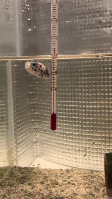 泳ぐハリセンボン