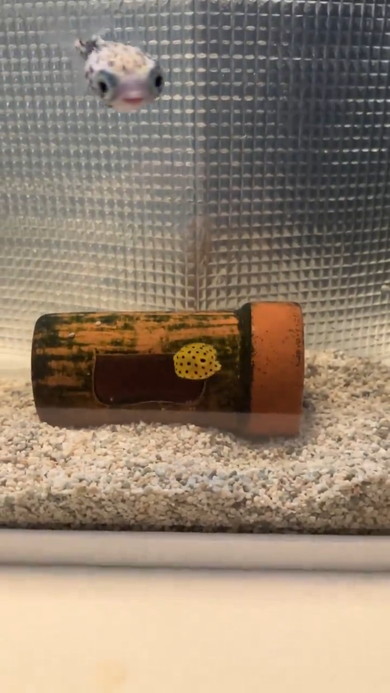 喜ぶハリセンボン