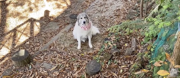 ルンルンちゃん