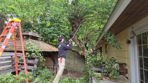 伐採　ビフォーアフター　庭掃除