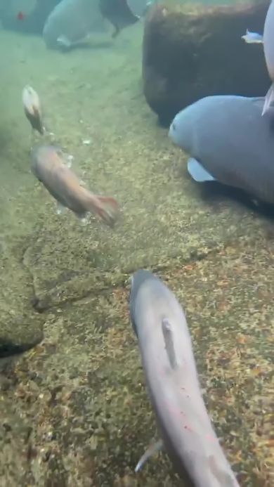 郡上八幡にある用水路を泳ぐ魚の群れ