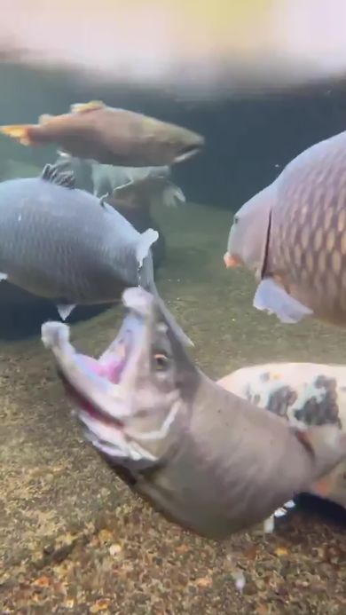 郡上八幡にある用水路でエサを食べようとするアマゴ