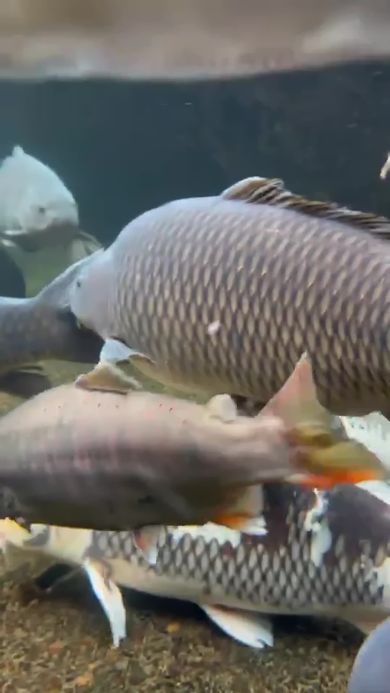 郡上八幡にある用水路を泳ぐ魚の群れ