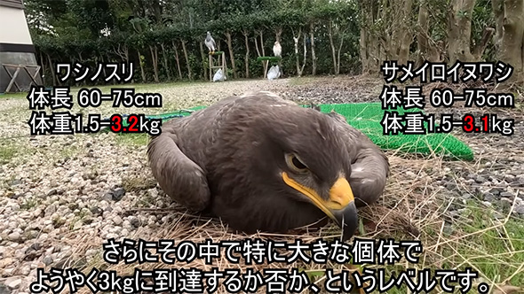 さらにその中で特に