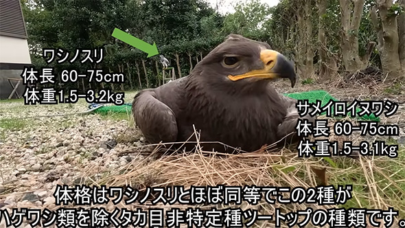 体格はワシノスリと