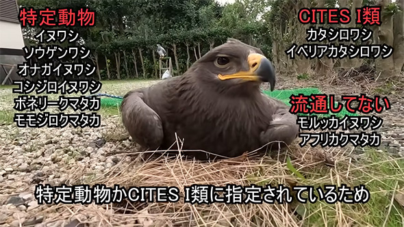 特定動物かCITES