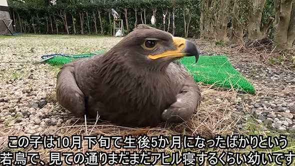 この子は10月下旬で