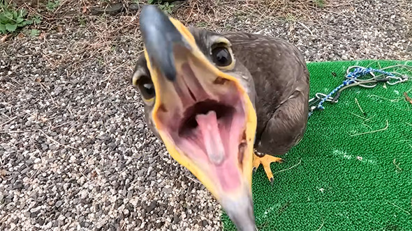 口を開けるサメイロイヌワシ