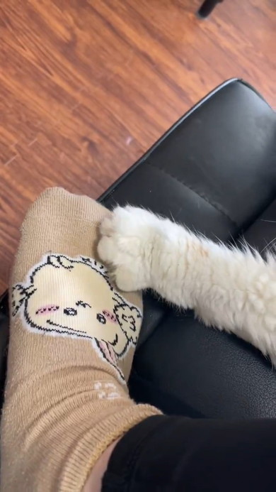 飼い主さんの足をふみふみする猫ちゃん