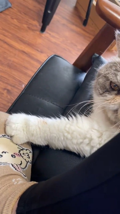 飼い主さんの足をふみふみする猫ちゃん