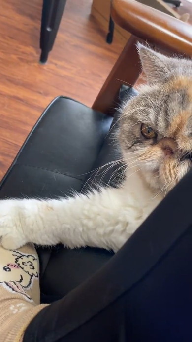 飼い主さんの足をふみふみする猫ちゃん