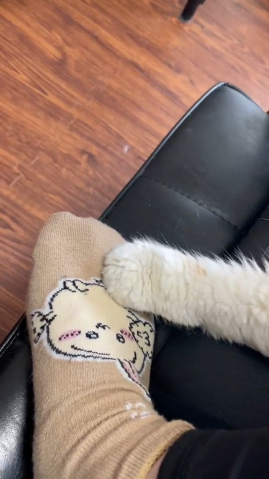 飼い主さんの足をふみふみする猫ちゃん