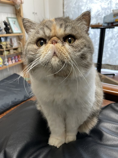エキゾチックショートヘアの猫ちゃん