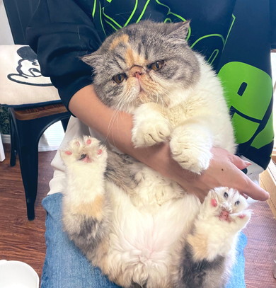 抱っこされているエキゾチックショートヘアの猫ちゃん