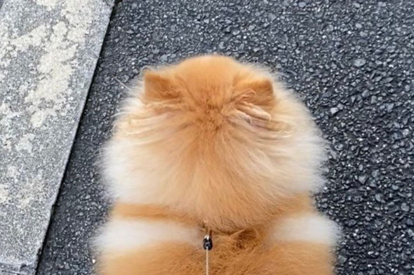 ポメラニアンを上から見た姿