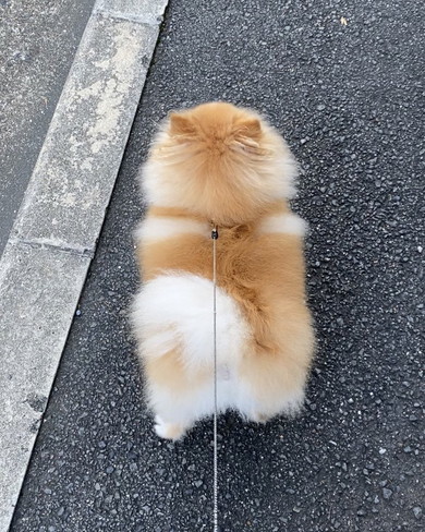 ポメラニアンを上から見た姿