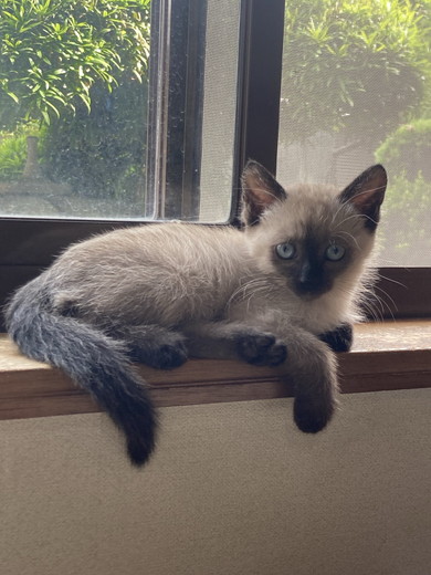 シャム柄の子猫ちゃん