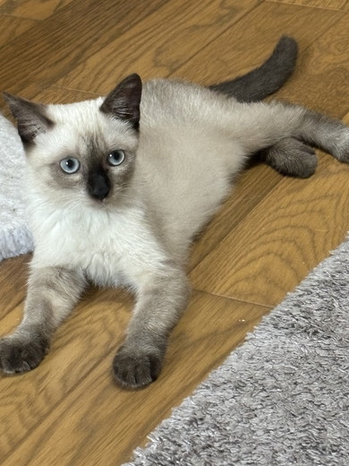 シャム柄の子猫ちゃん