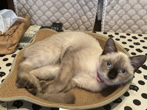 くつろいでいるシャム柄猫ちゃん