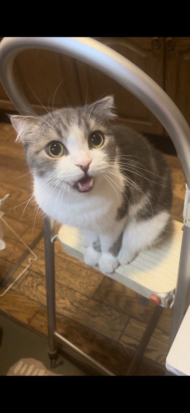 抗議しているスコティッシュフォールドの猫ちゃん