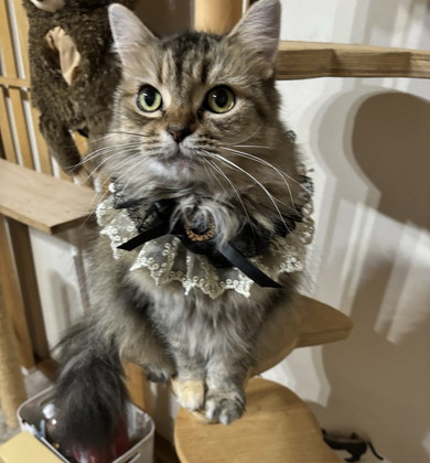 キャットタワーに座るラガマフィンの猫ちゃん