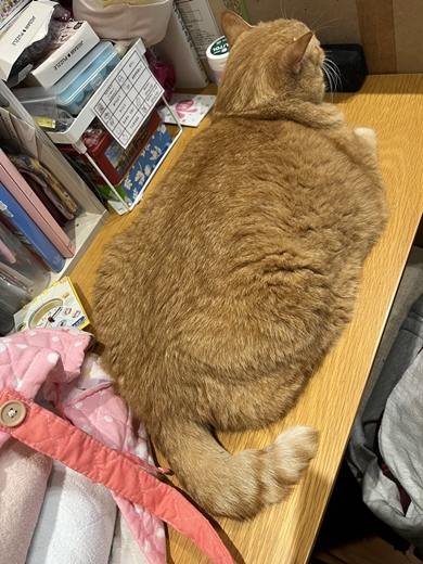 作業スペースを占領する大きな猫ちゃん