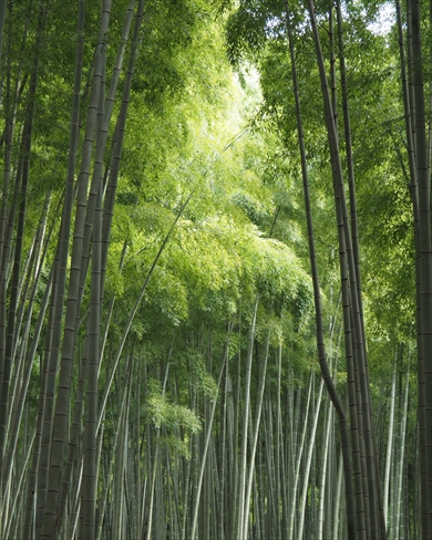 竹林　写真　チル