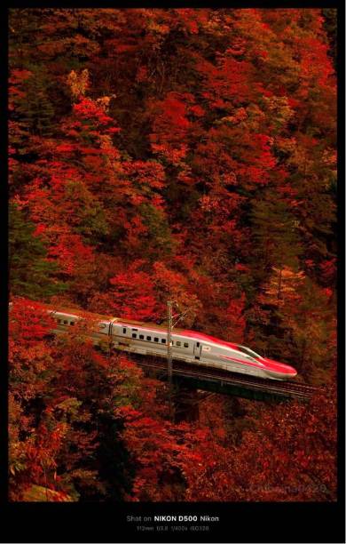 「こまち」と紅葉