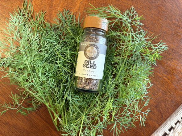 栽培したディルの写真