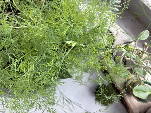 ディルの花の写真