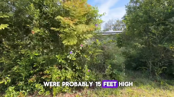 ジャングルのような庭を掃除