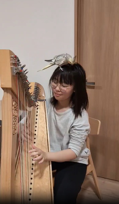 ハープに聴き入るインコたち