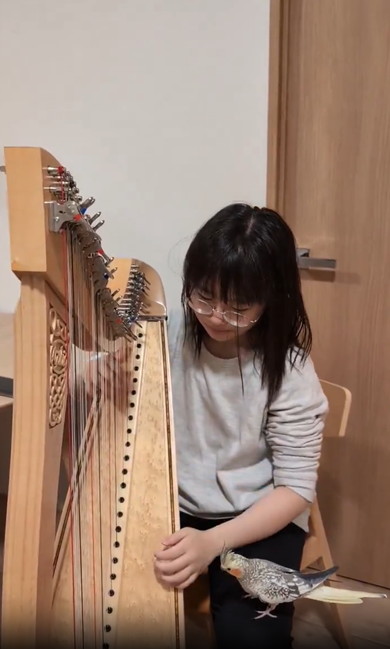 ハープに聴き入るインコたち