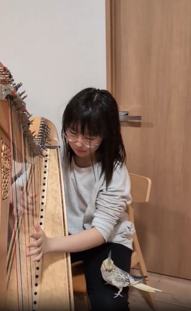 ハープに聴き入るインコたち
