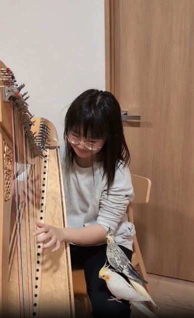 ハープに聴き入るインコたち
