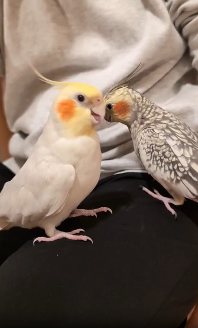 ハープに聴き入るインコたち