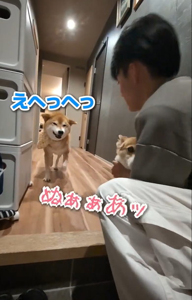 長男帰国でワンコたち大パニック