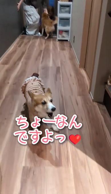 長男帰国でワンコたち大パニック